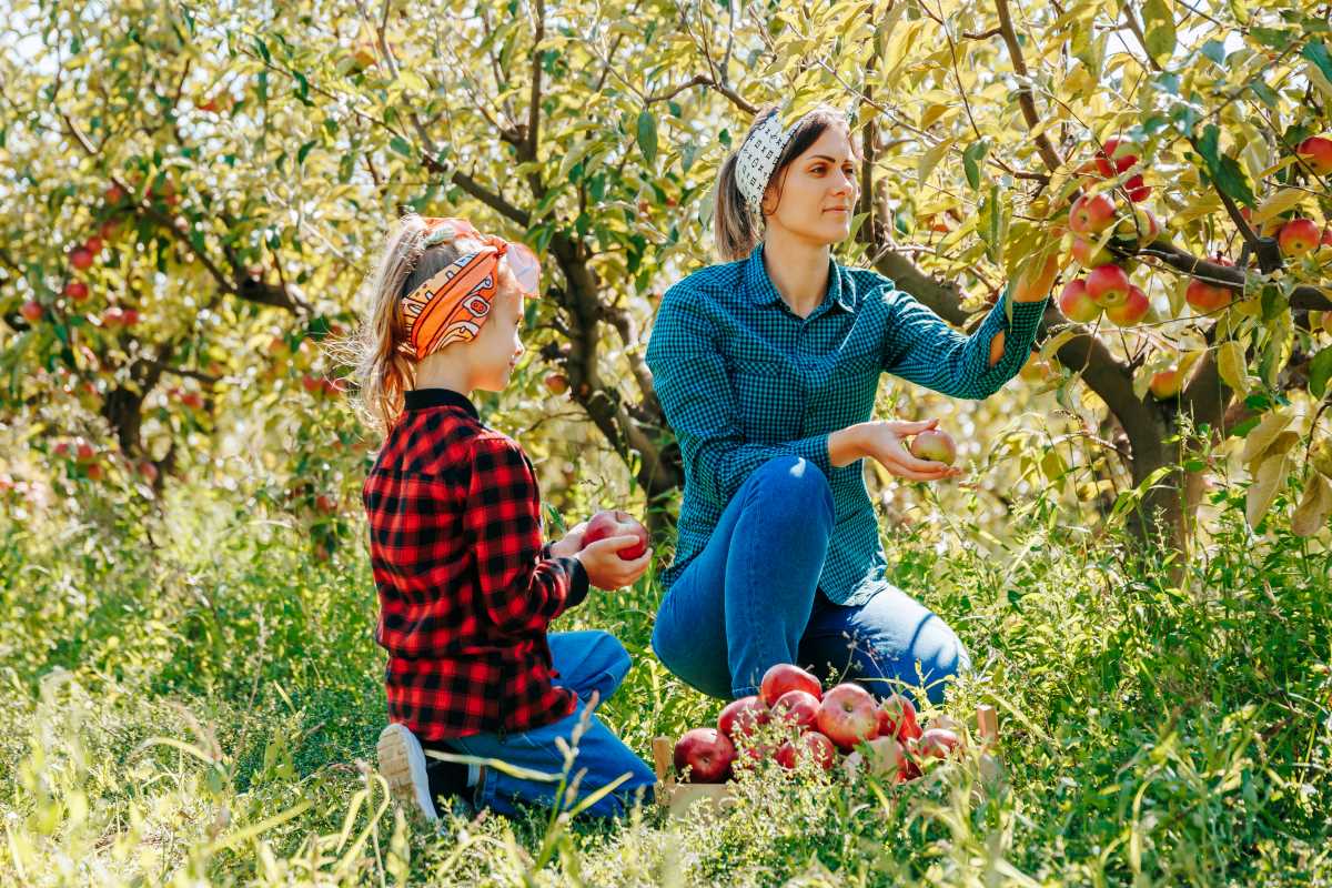 Apfel pflücken im Harz — wann ist es erlaubt, wann nicht?