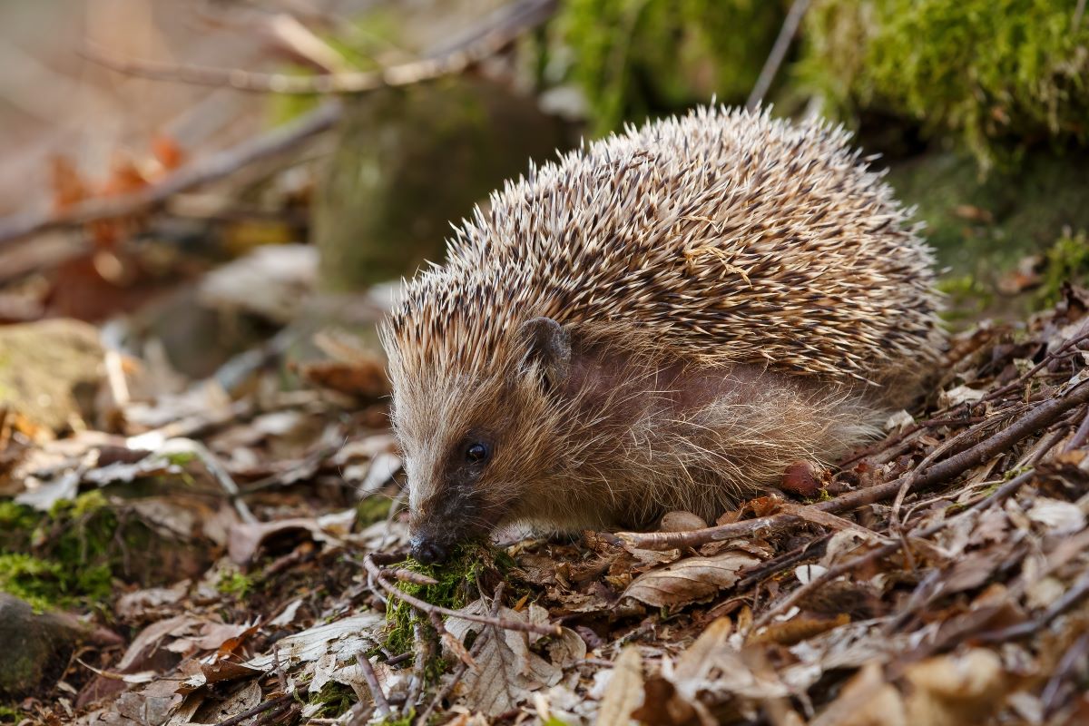 Igel im Garten Harz – Richtige Hilfe für Stacheltiere