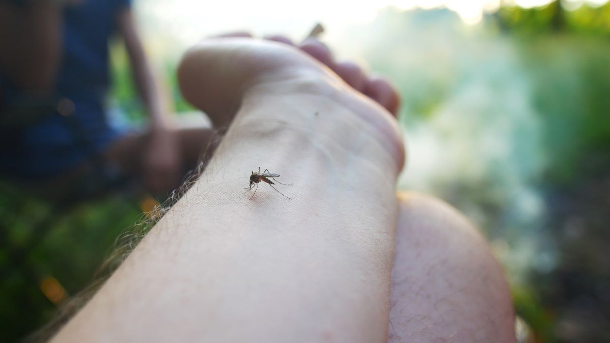 Insektenstiche im Harz: Erste Hilfe und richtige Vorsichtsma