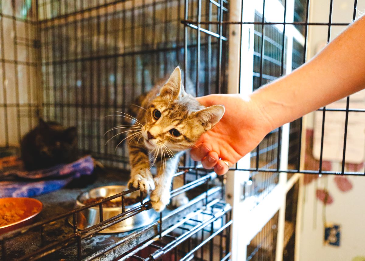 Katze mikrochippen im Harz — Sicherheit für Ihre Katze