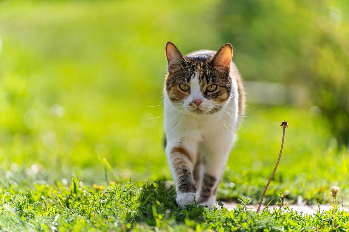Freilaufende Katzen im Harz: Deine Rechte und Pflichten als 