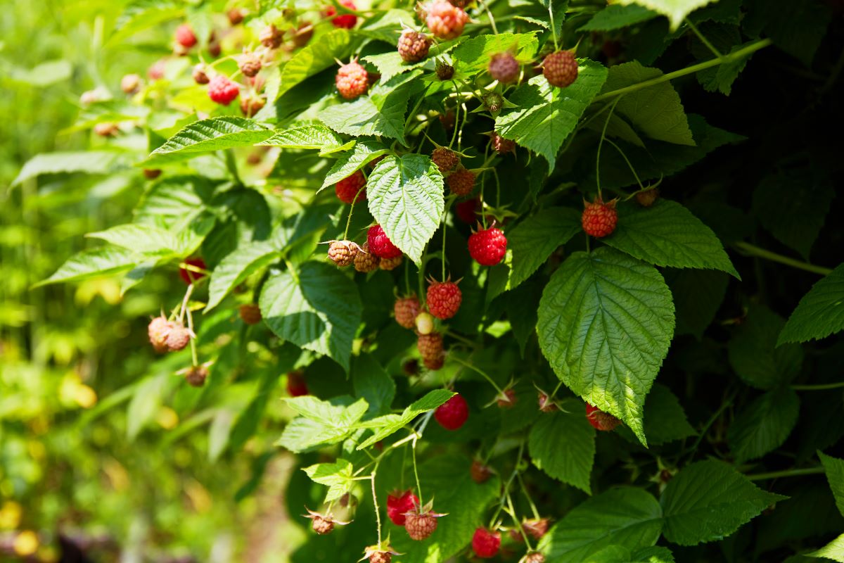 Streuobstwiese mit Hecke einfrieden im Harz — was ist erlaub