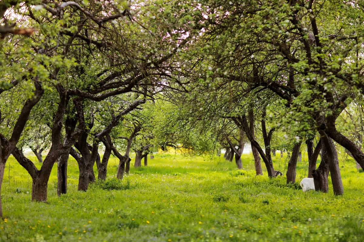 Streuobstwiese kaufen im Harz – lohnt sich die Investition?