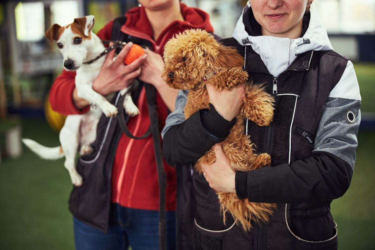 Tierheim Adoption im Harz: Tier adoptieren statt kaufen